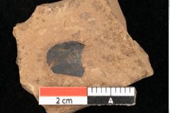 Foto (Detailsansicht) von Quercus palaeoilex Ettingshausen (NHMW-GEO-2024-0188-0968)